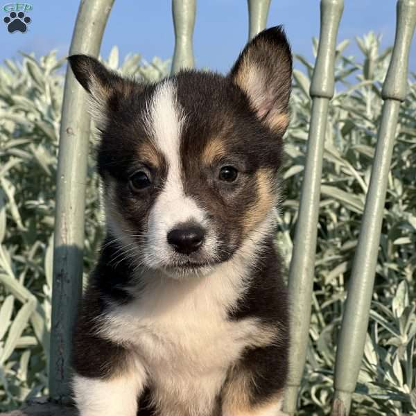 Felix, Pembroke Welsh Corgi Puppy